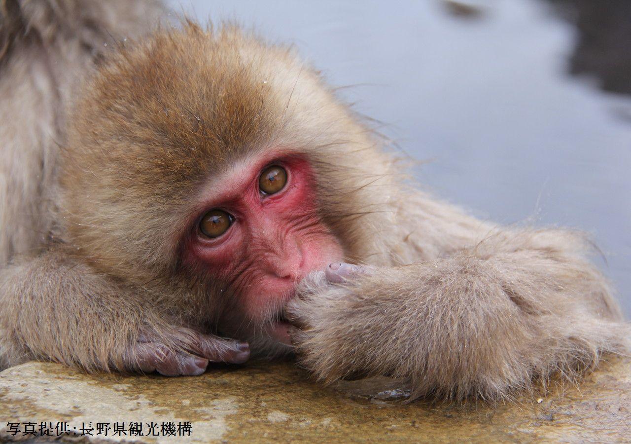 ホテル 栞舎 長野市 エクステリア 写真